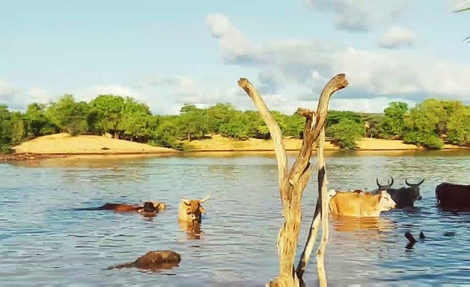 بحيرة بلدية البحير